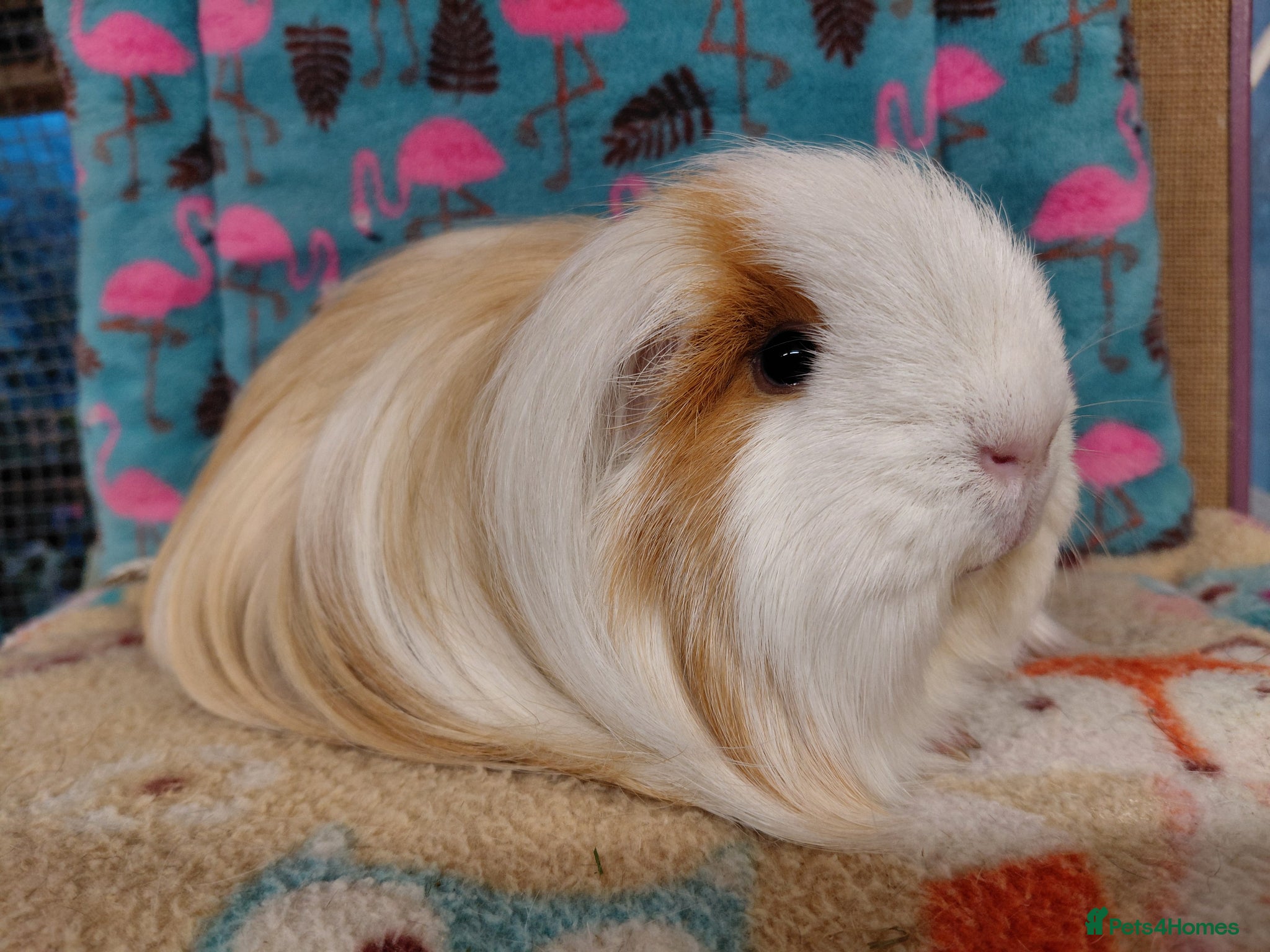 Guinea Pig rodents Young Adult Retired Sheltie Baby Peru/Funky Sows  - Advert 12