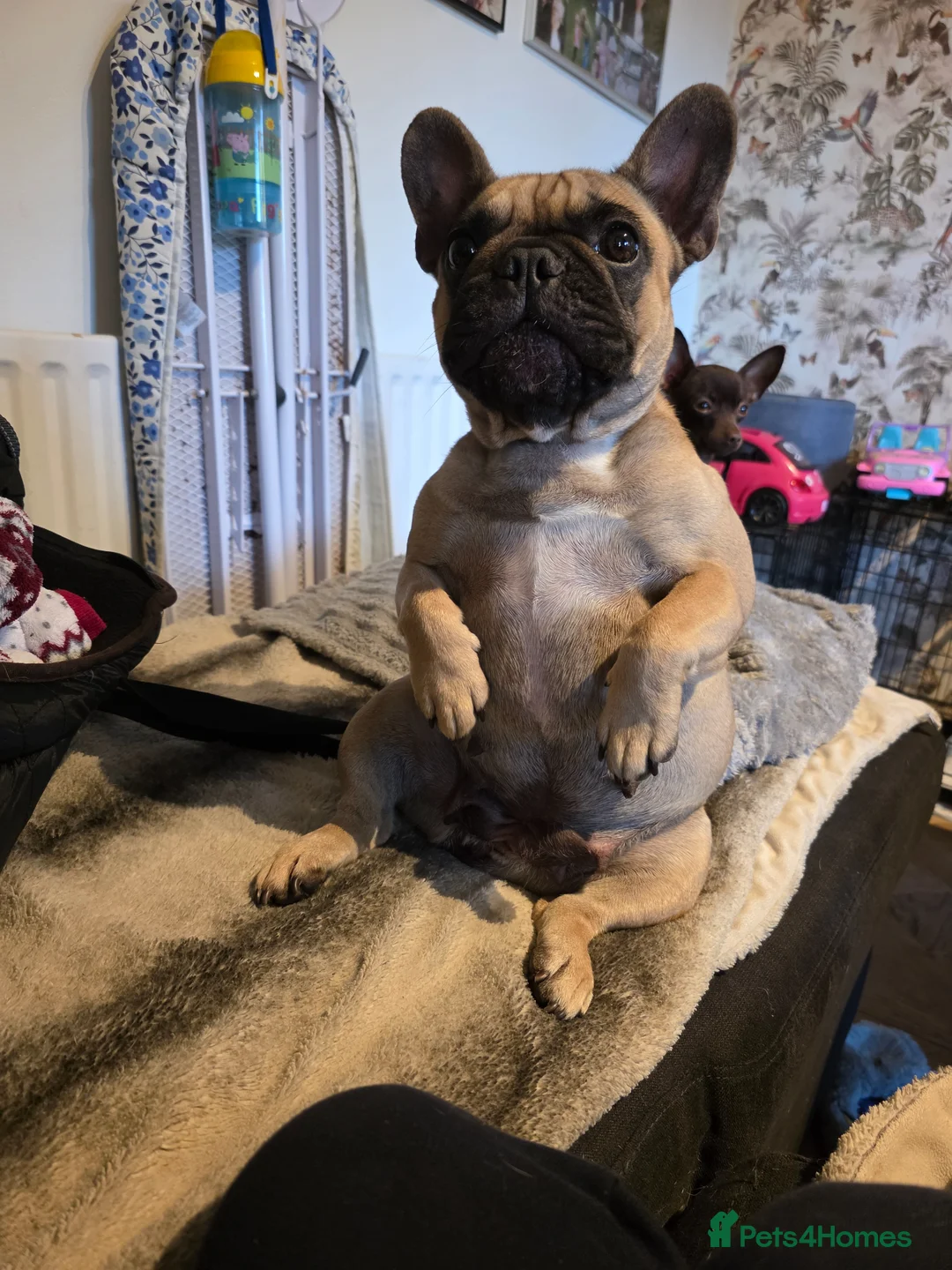 French Bulldog dogs for sale: 4 years beautiful French bulldog  - Advert 5