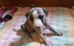 Whippet dogs for sale: Top Class Whippet Puppies bred from Champions - Image 37
