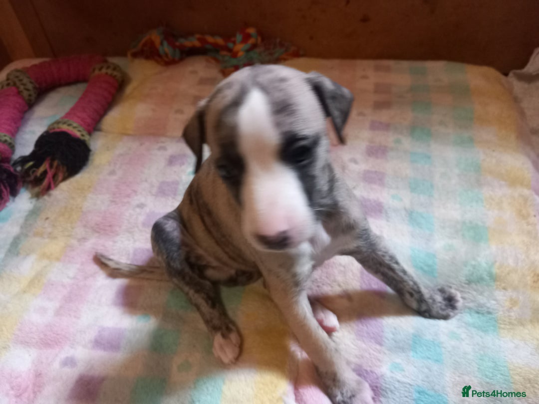 Whippet dogs for sale: Top Class Whippet Puppies bred from Champions - Image 37
