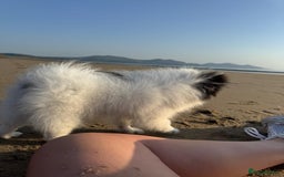 Pomeranian dogs for sale: Beautiful Panda Pom - Image 6