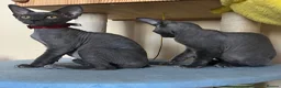 Devon Rex cats for sale: Solid blue pedigree kittens available  - Advert 5