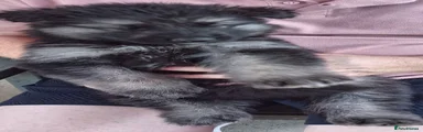 German Shepherd 3