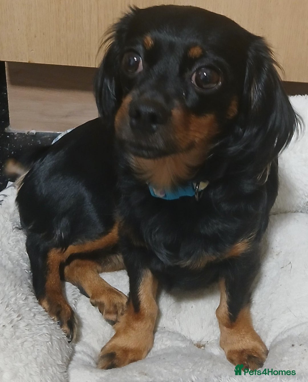 Mixed Breed dogs for sale: Sweet 18-Month-Old Female Dog Needs a Loving Home - Image 3