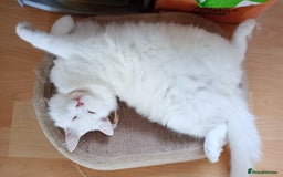Ragdoll cats for sale: Turkish Angora / Shorthair cross - Image 6