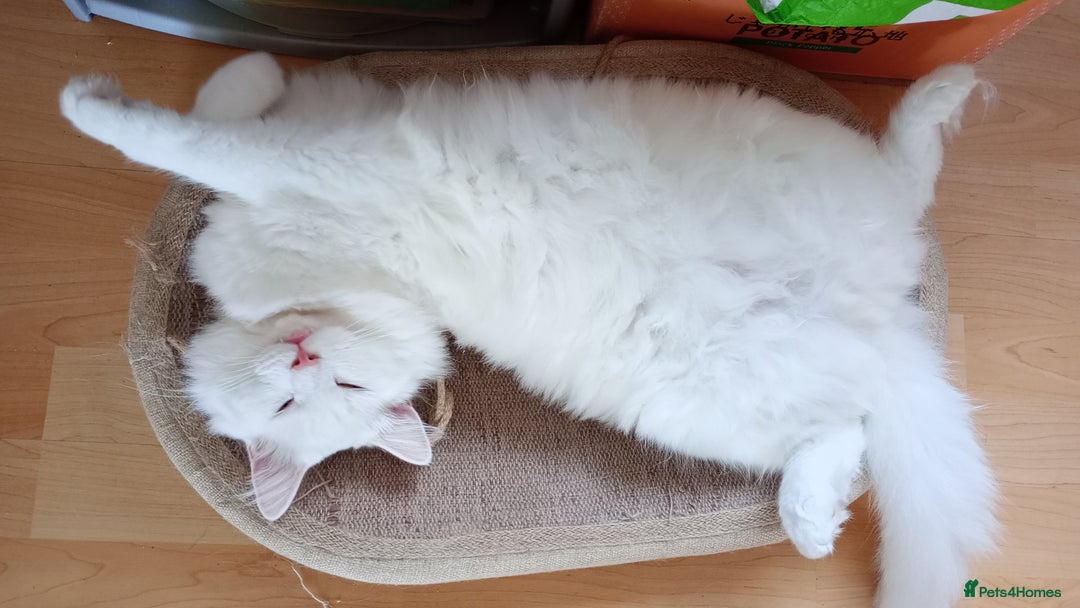 Ragdoll cats for sale: Turkish Angora / Shorthair cross - Image 6
