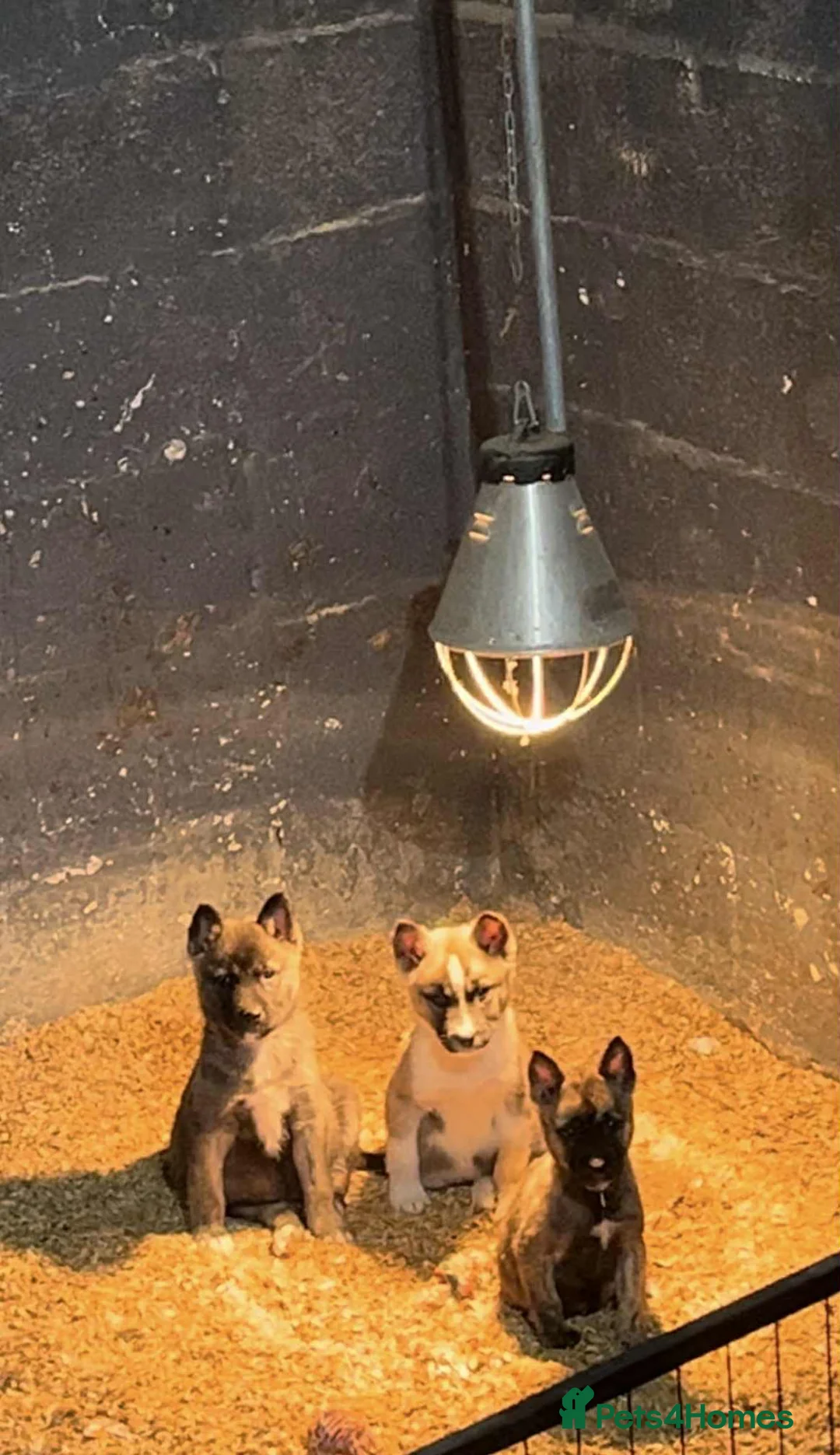 Huskita dogs for sale: One little boy left Stunning little huski pups  - Advert 3