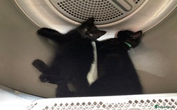 Mixed Breed cats for sale: 3 friendly black females ( 4 months )  - Image 2