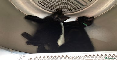 Mixed Breed cats - Advert 6