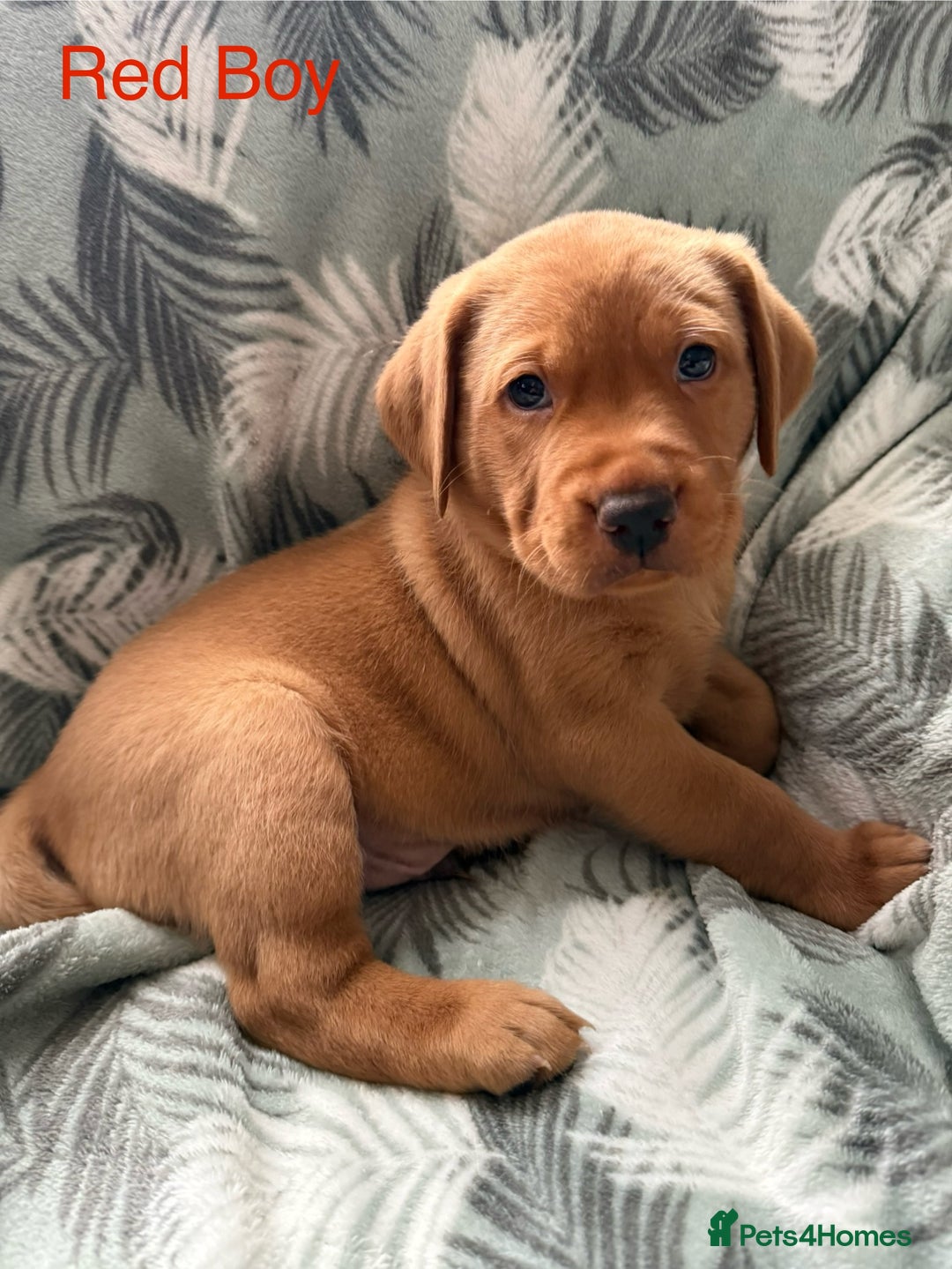 Labrador Retriever dogs for sale: Beautiful Light / fox red Labrador Retriever pups - Advert 9