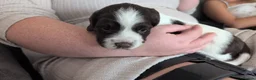 English Springer Spaniel dogs for sale: English Springer Spaniel  in Bridgend - Advert 9