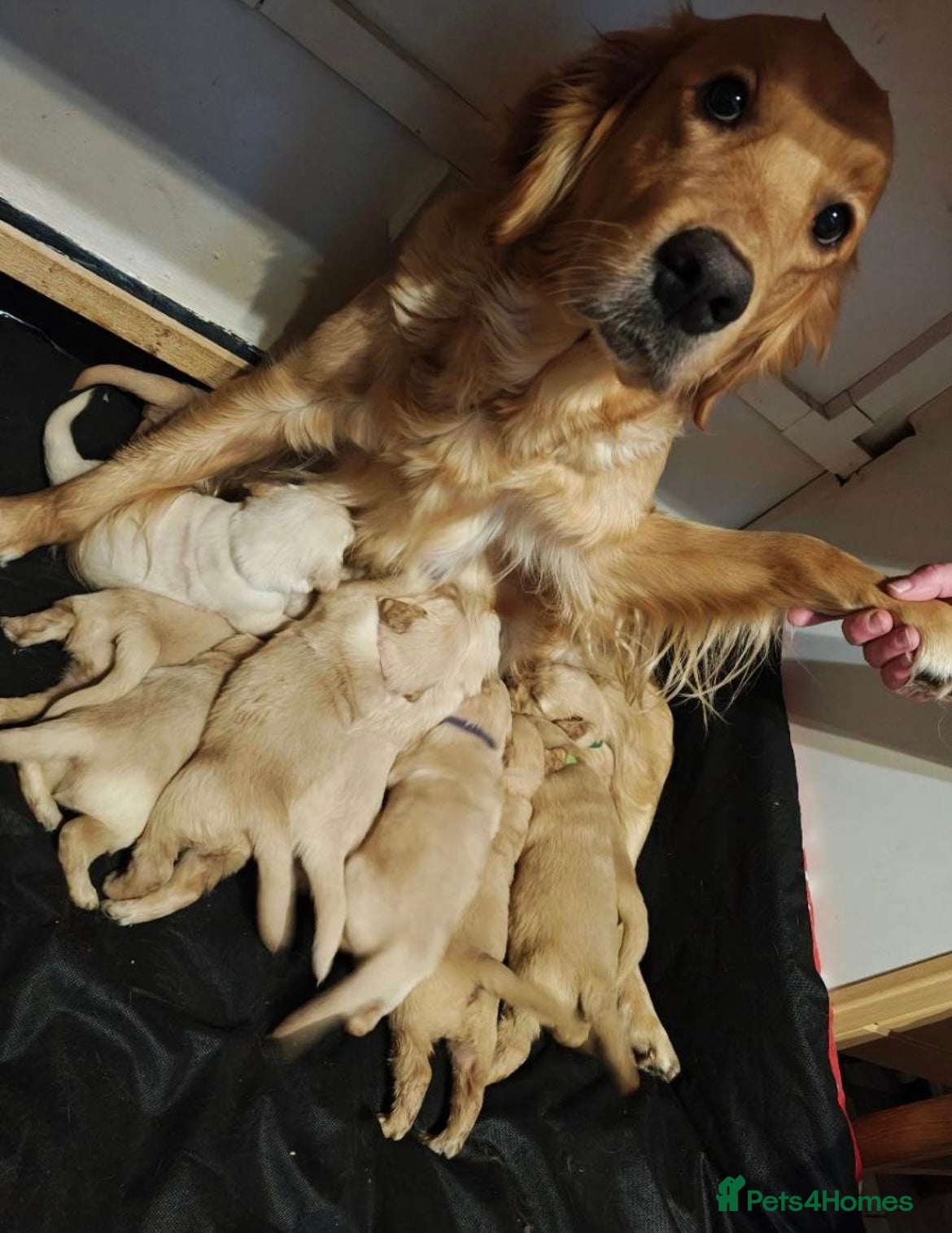 Golden Retriever dogs *Stunning golden retrievers* - Advert 1