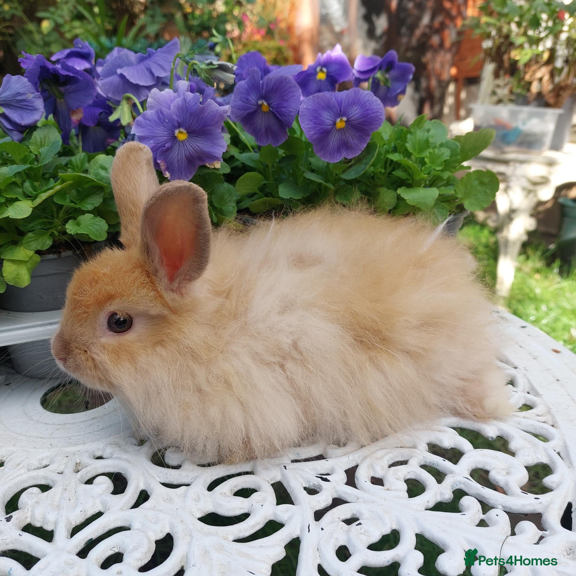 Angora rabbits ANGORA X DOUBLE LION HEAD BABIES  - Advert 1