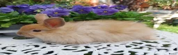 Angora rabbits for sale: ANGORA X DOUBLE LION HEAD BABIES  - Advert 1