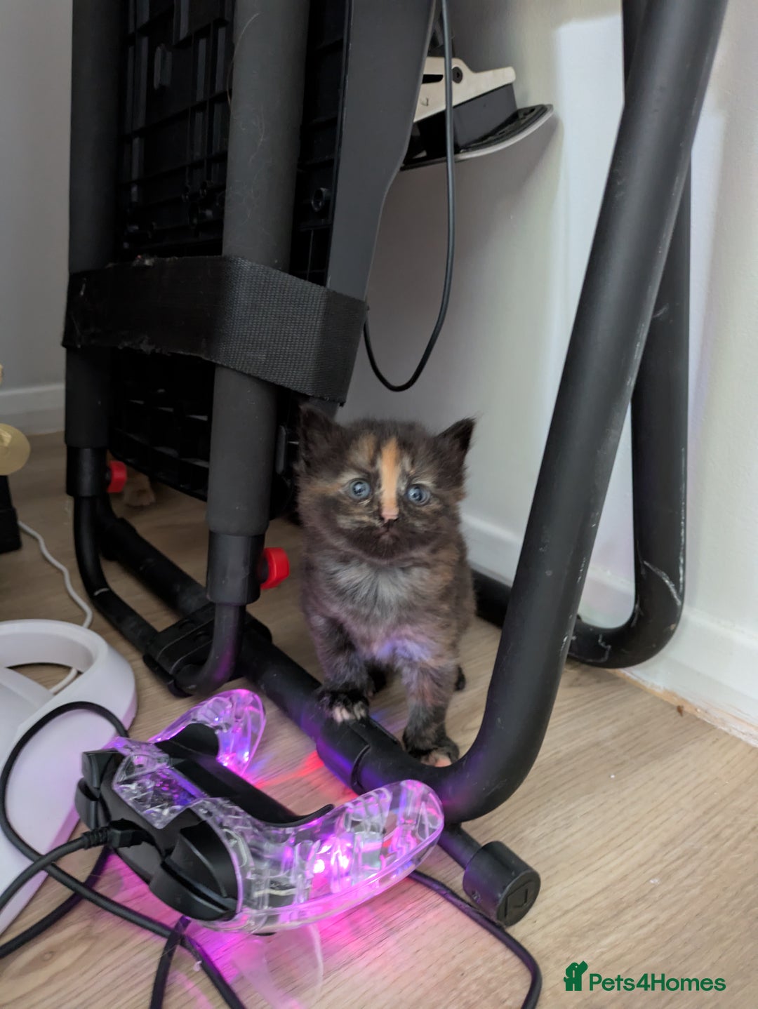 British Longhair cats for sale: 2 left  - Image 7