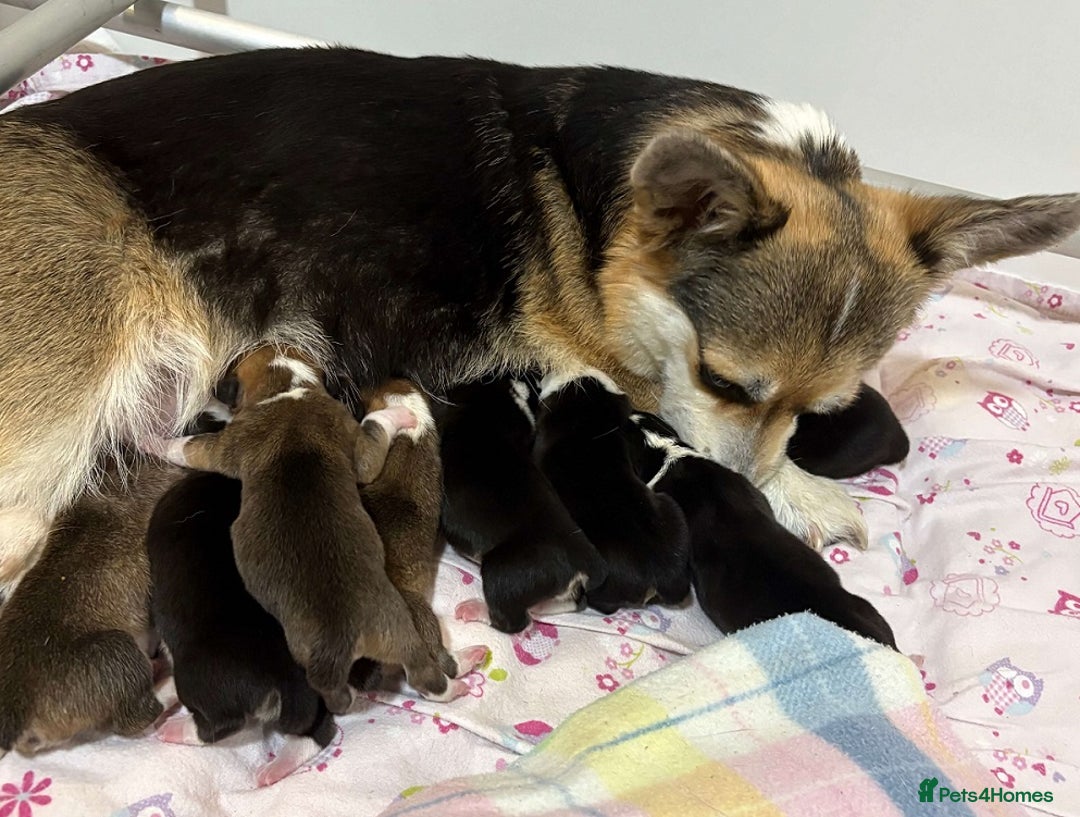 Welsh Corgi Pembroke dogs for sale: Gorgeous pure bred Welsh Pembroke Corgi puppies - Image 1