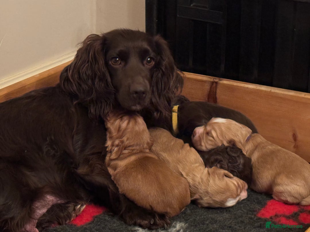 Cocker Spaniel dogs for sale: KC Registered Working Cocker Spaniels - Advert 1