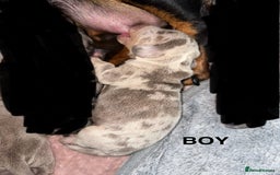 Miniature Dachshund dogs for sale: Miniature Dachshunds  - Image 5