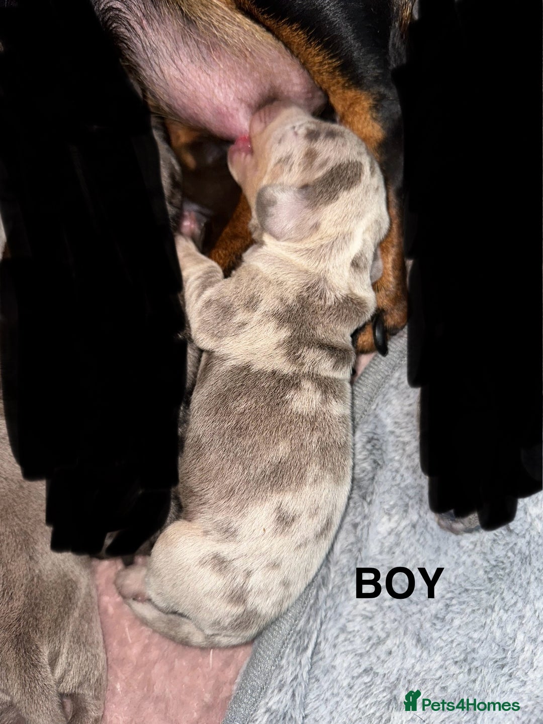 Miniature Dachshund dogs for sale: Miniature Dachshunds  - Image 5