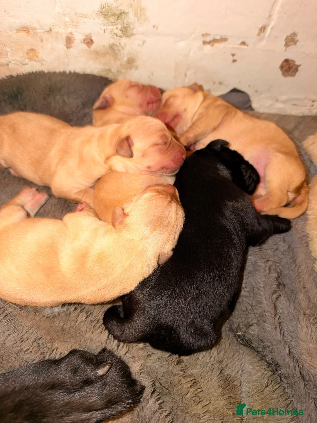 Labrador Retriever dogs for sale: Labrador retriever puppies  - Advert 5