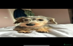 Mixed Breed dogs for sale: Nellie  - Image 1