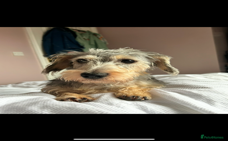 Mixed Breed dogs - Advert 5