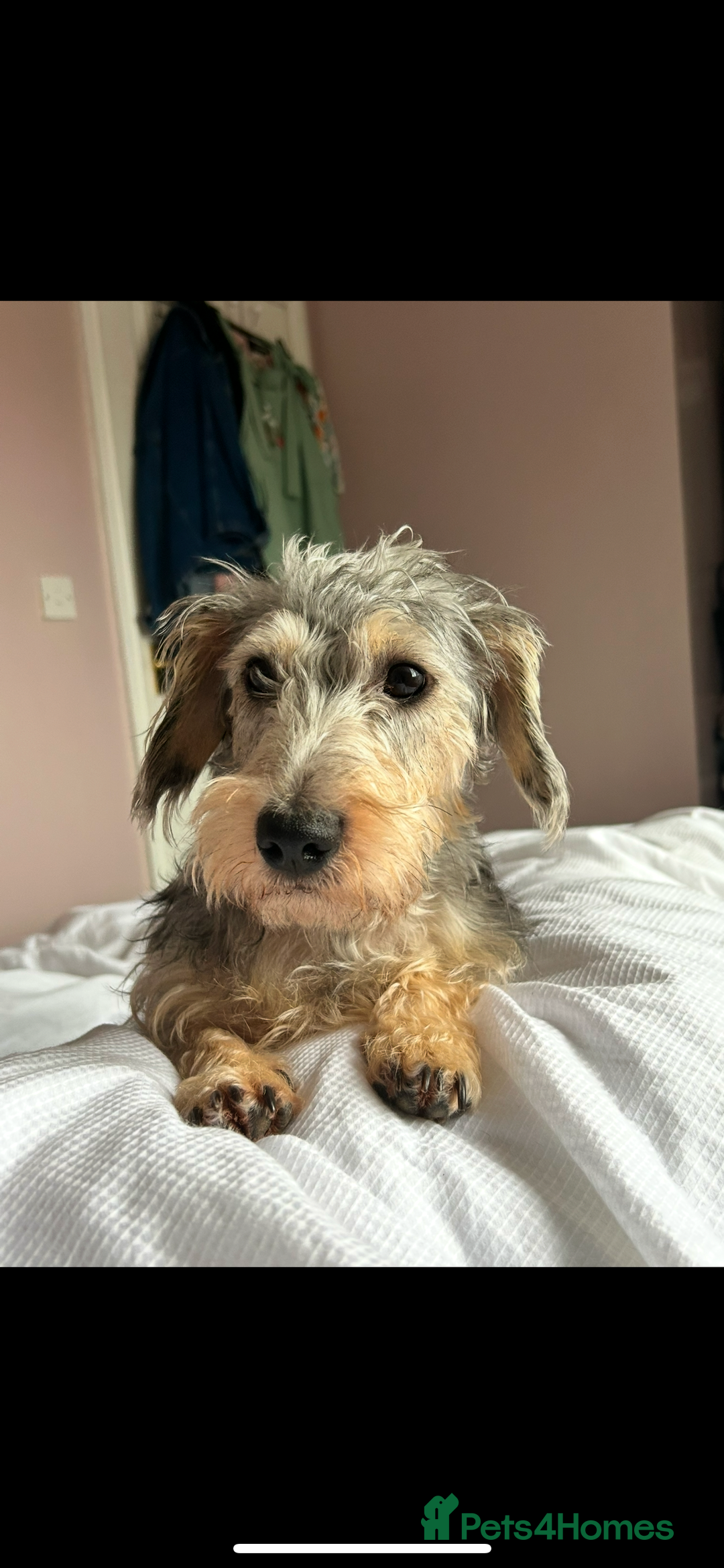 Mixed Breed dogs for sale: Nellie  - Image 1