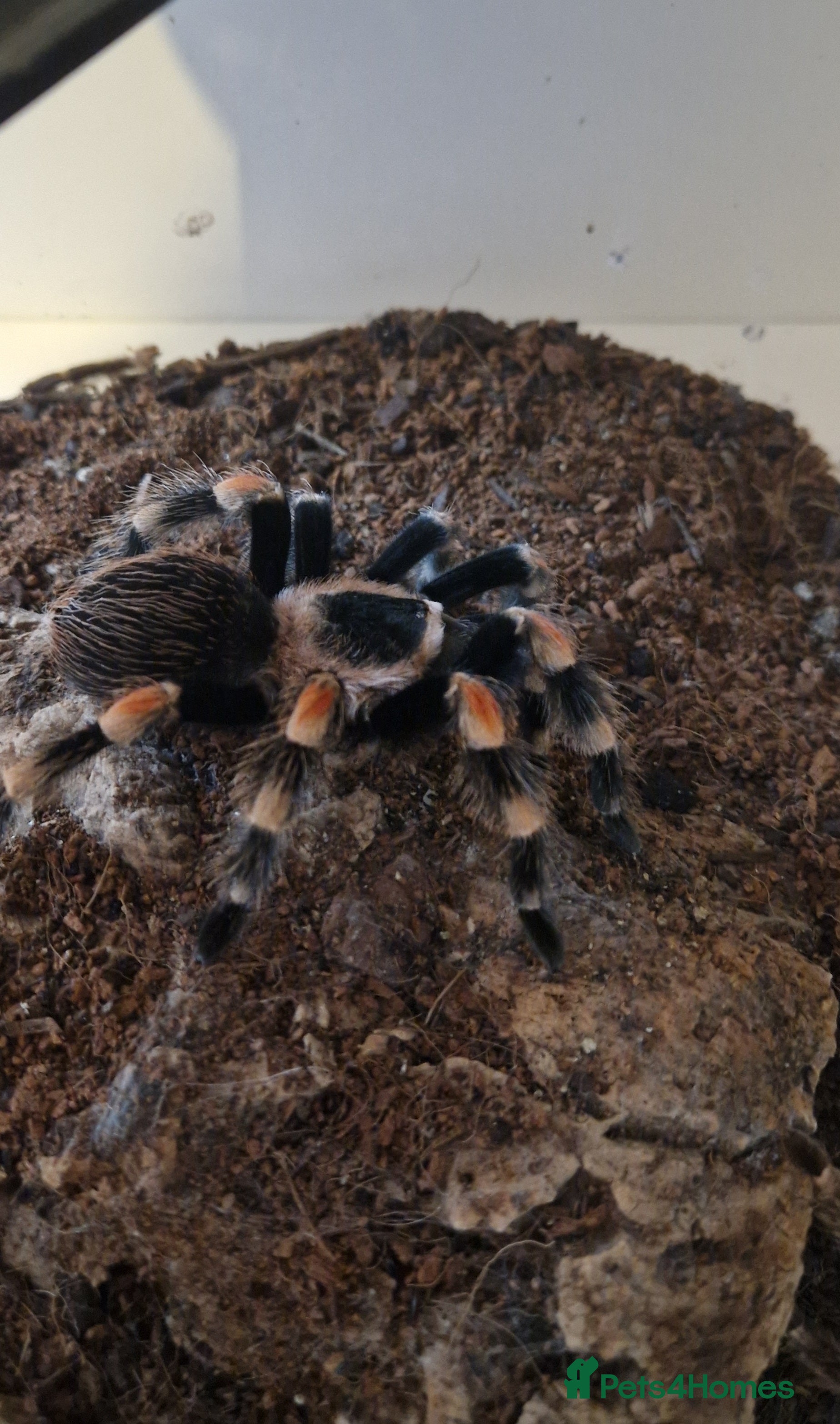 Tarantulas invertebrates Tarantulas for sale - Advert 11