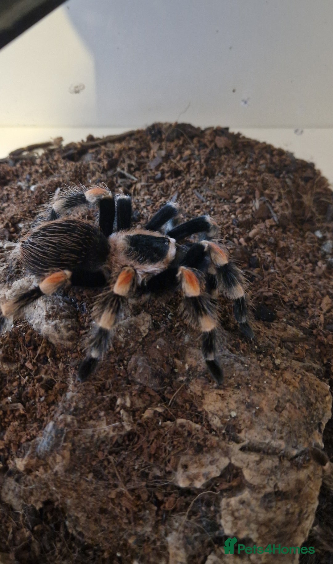 Tarantulas invertebrates for sale: Tarantulas for sale - Advert 1