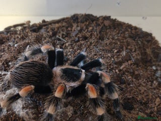 Tarantulas invertebrates Tarantulas for sale - Advert 1