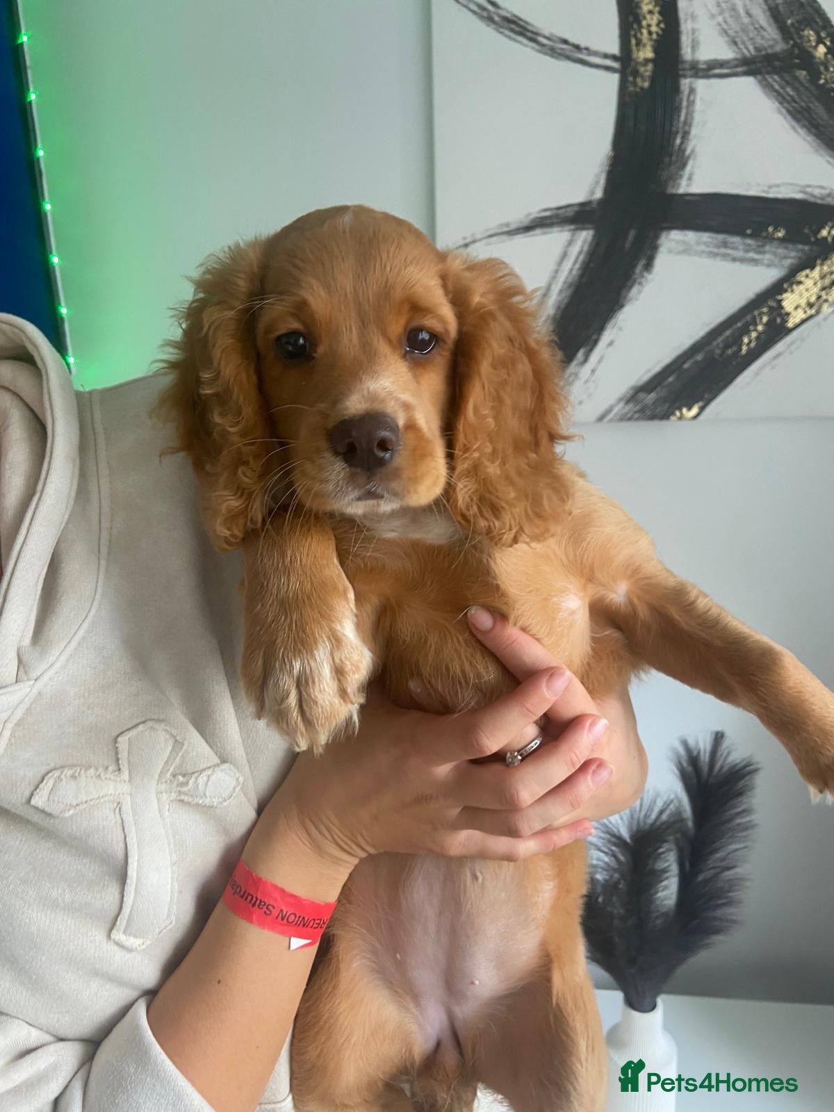 Cocker Spaniel dogs Last two beautiful working cocker spaniels🖤 - Advert 1