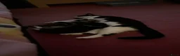 Mixed Breed cats for sale: 😽 2 gorgeous kittens for sale 😽 - Advert 2