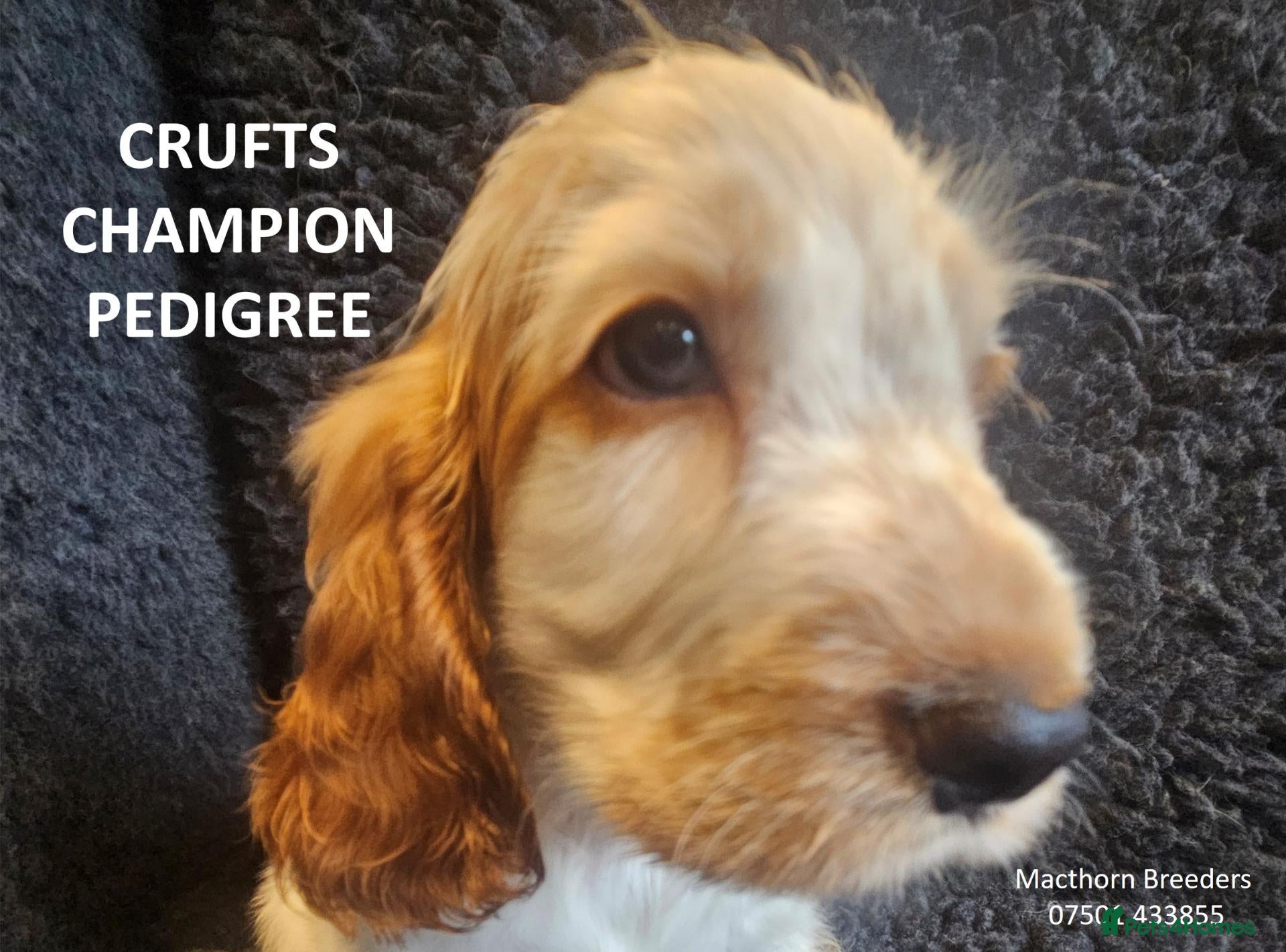 Cocker Spaniel dogs KC Reg, Vet Checked Show Cockers - Advert 6