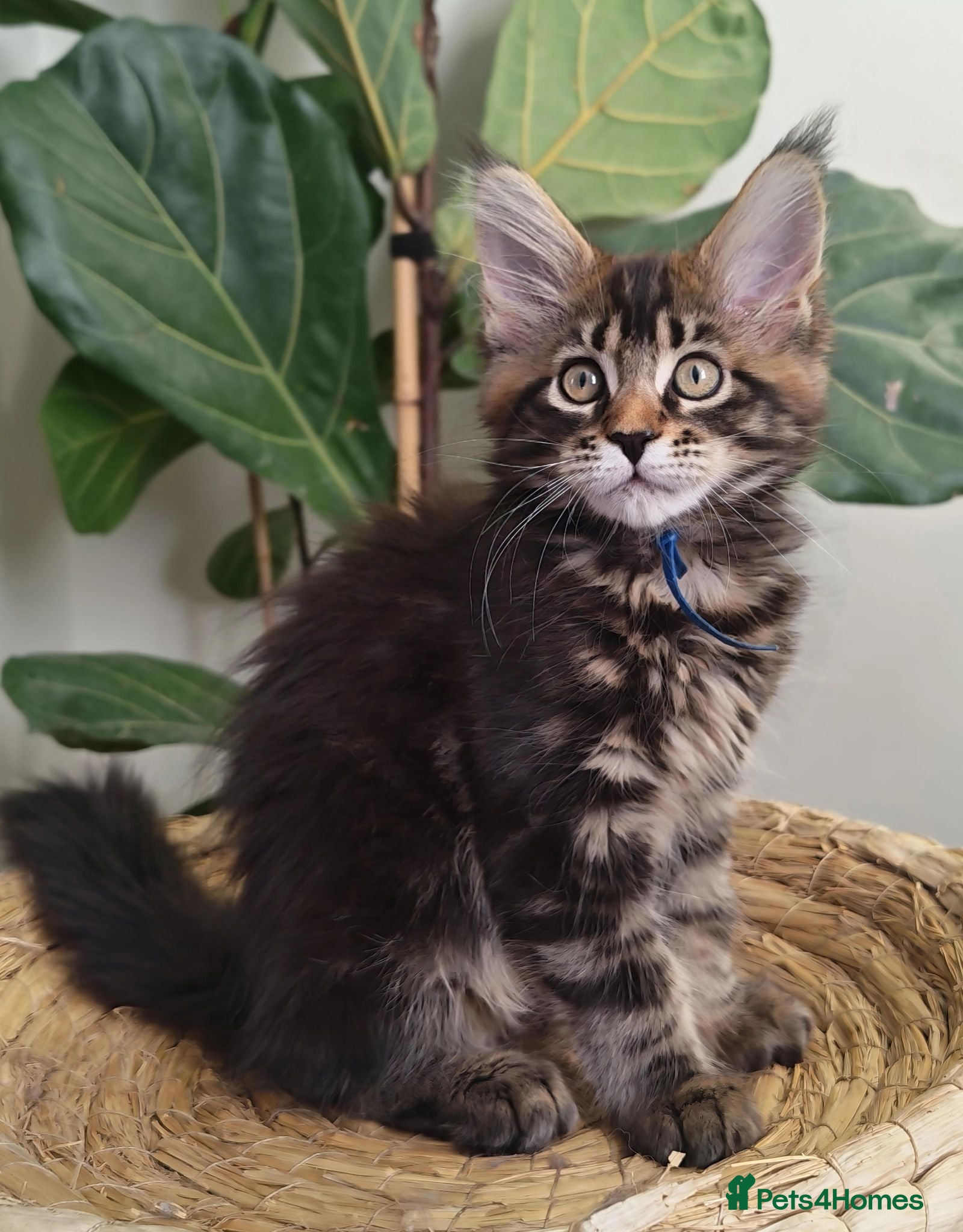 Maine Coon cats Exceptional XL Maine coons ⭐READY TO LEAVE⭐ - Advert 11