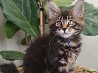 Maine Coon cats Exceptional XL Maine coons ⭐READY TO LEAVE⭐ - Advert 5