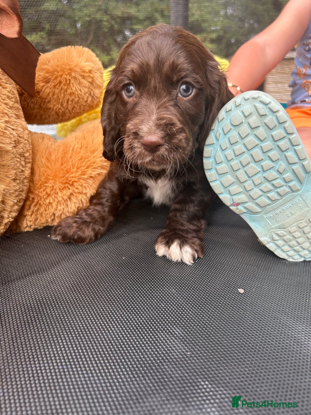 Cocker Spaniel dogs for sale: Miniature working Cocker spaniel puppies for sale - Image 19