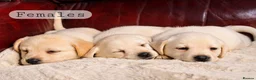 Labrador Retriever dogs for sale: KC REG HEALTH TESTED LABRADOR PUPPYS QUALITY LINES - Advert 13