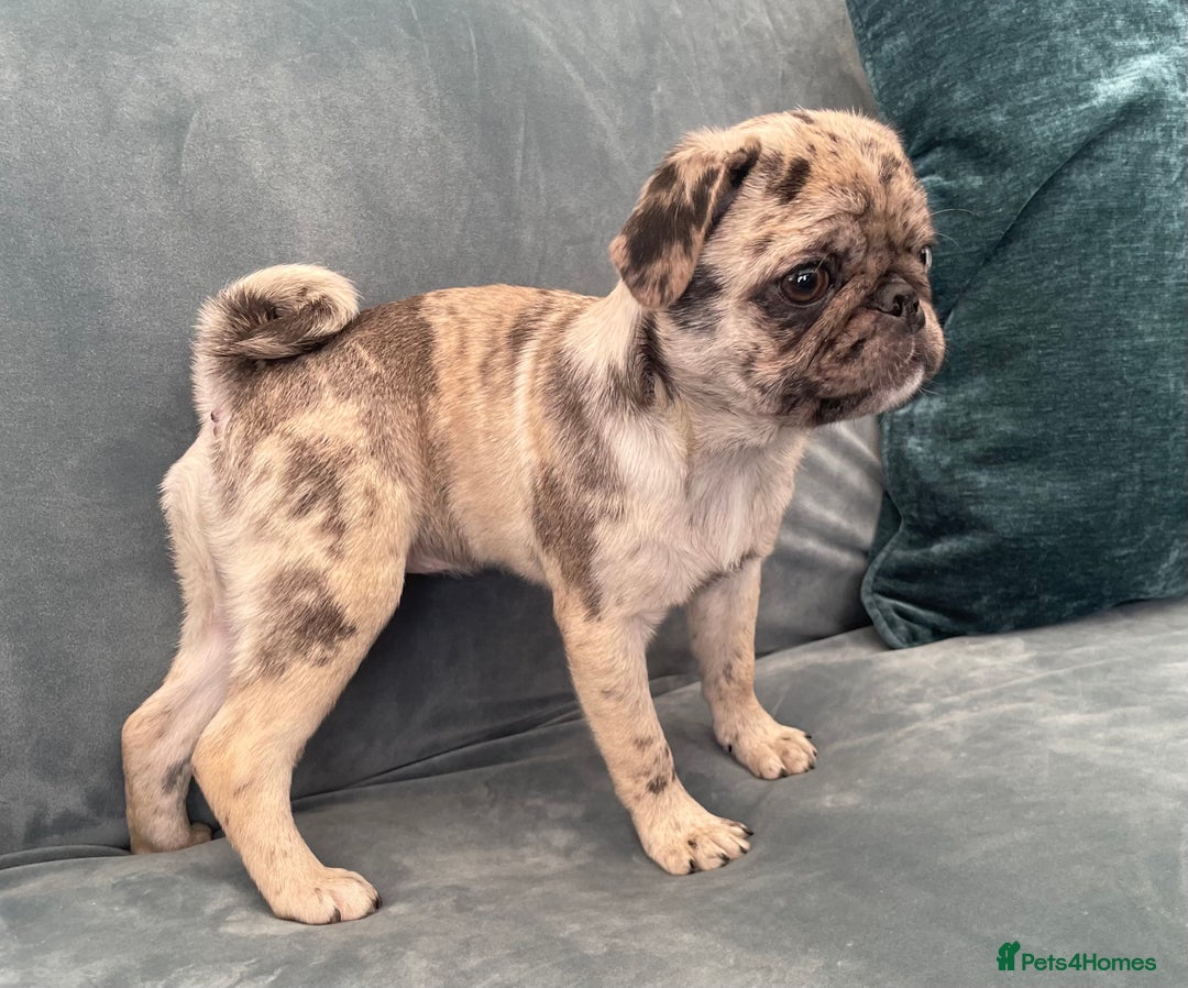 Pug dogs for sale: Pug Puppies  - Image 17