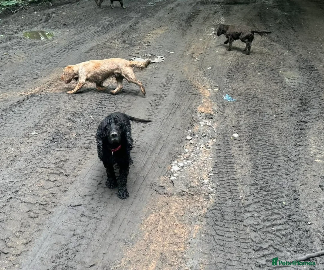Cocker Spaniel dogs for sale: 4 year old cocker spaniels  - Advert 2