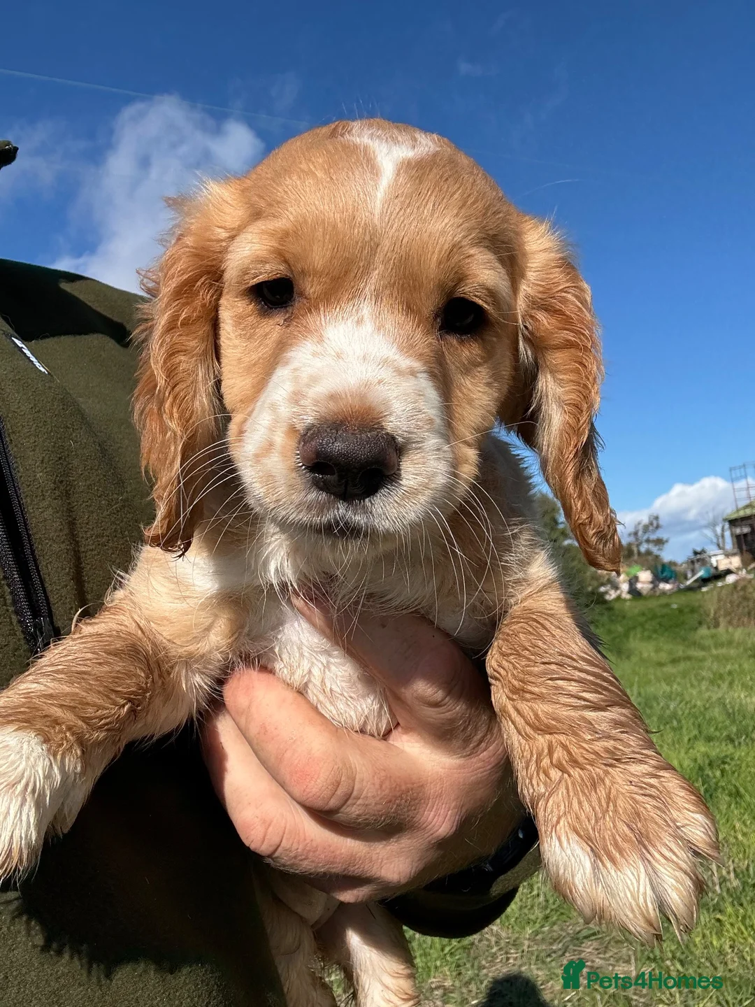 Sprocker dogs for sale: Stunning Sprocker Pups - Advert 1