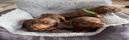 Miniature Dachshund dogs for sale: Miniature dachshund puppies in Perth - Advert 5