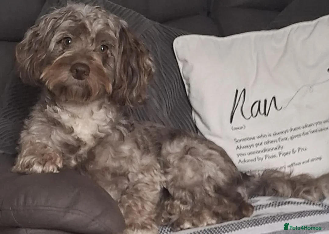 Cockapoo dogs for sale: F2 Cockapoo puppies  - Advert 1