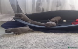 Staffordshire Bull Terrier dogs for sale: Lovely puppy  in Coventry - Image 24
