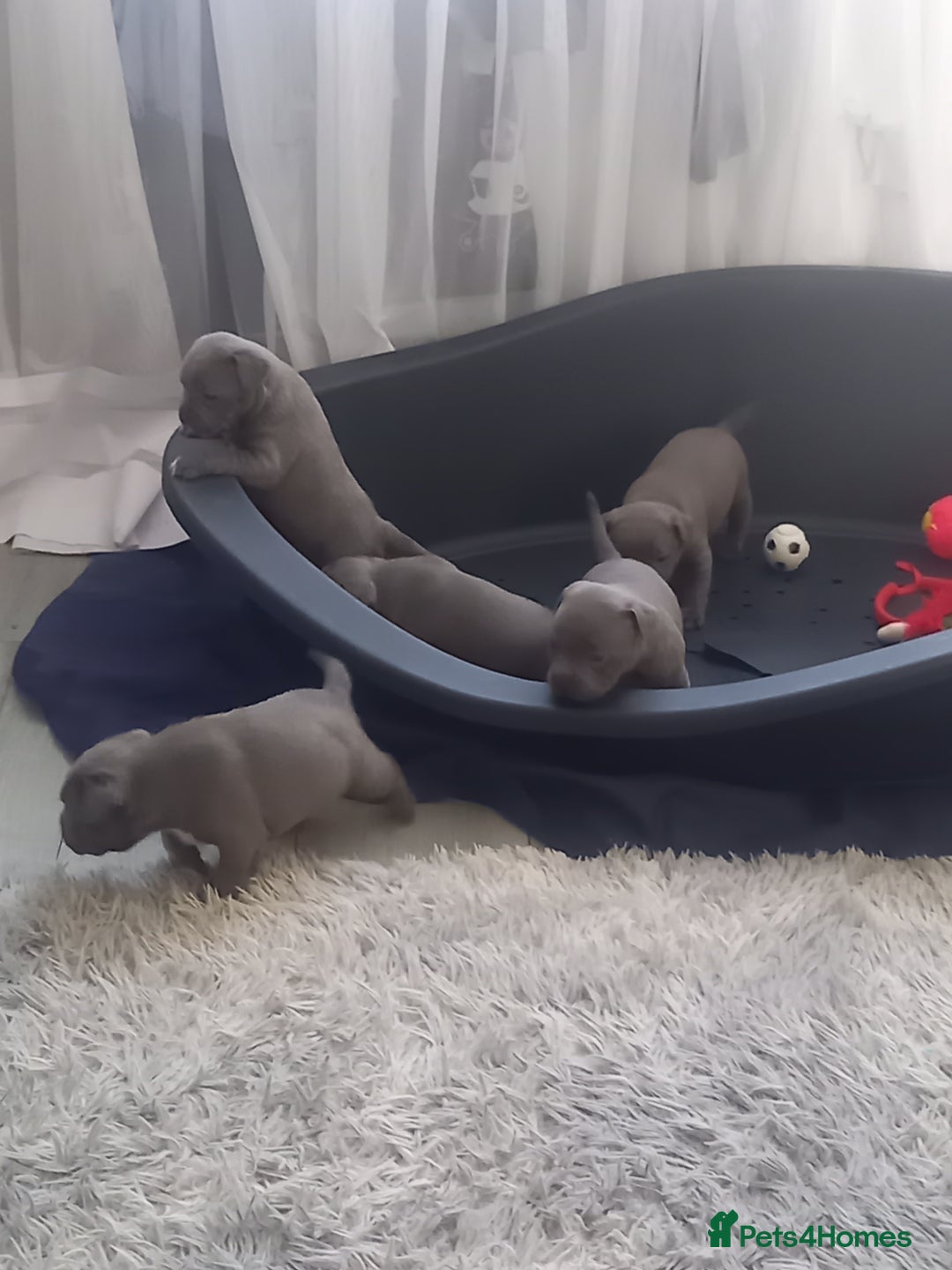 Staffordshire Bull Terrier dogs for sale: Lovely puppy  in Coventry - Image 24