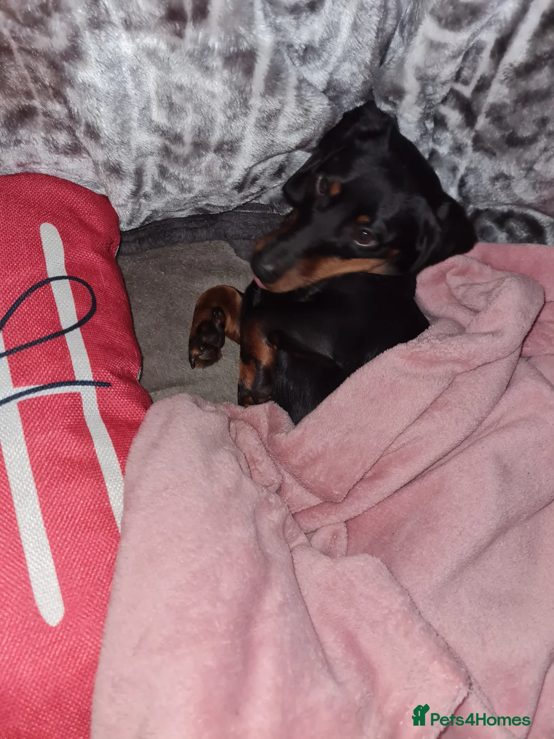 Miniature Dachshund dogs for sale: 9 months old miniature dachshund  - Advert 4