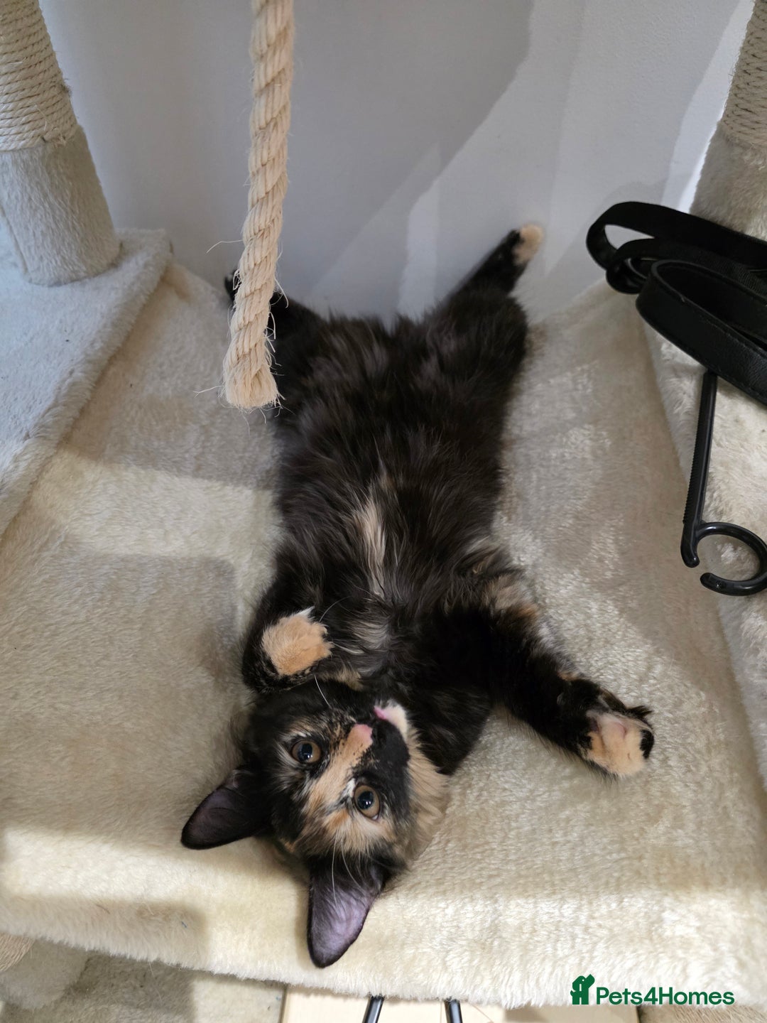 Mixed Breed cats for sale: Cats 4  - Advert 13