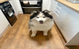 Siberian Husky dogs for sale: Pedigree Siberian Husky Puppies - Image 18