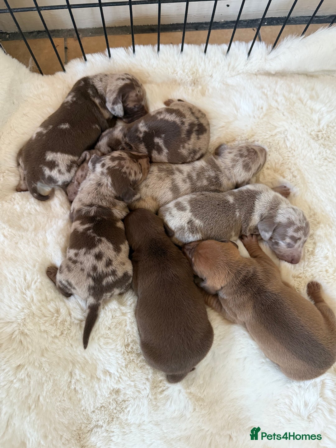 Miniature Dachshund dogs for sale: BEAUTIFUL KENNEL CLUB MINIATURE DACSHUND !! - Advert 1