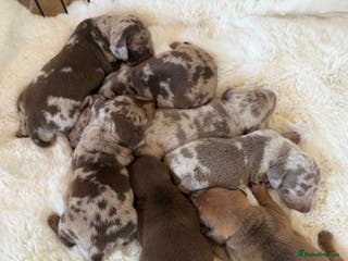 Miniature Dachshund dogs BEAUTIFUL KENNEL CLUB MINIATURE DACHSHUNDS - Advert 18