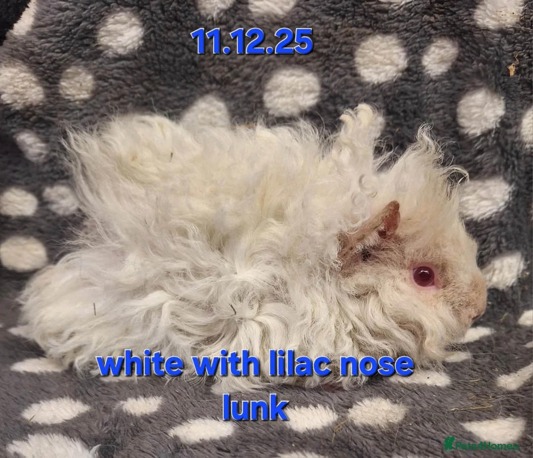 Guinea Pig rodents for sale: Purebred lunkarya guinea pig boars - Advert 2